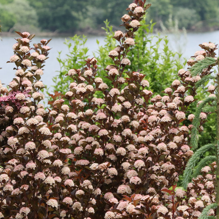 A dense shrub of pinkish-white clustered flowers with dark reddish-purple leaves, photographed outdoors in front of green foliage and a body of water.