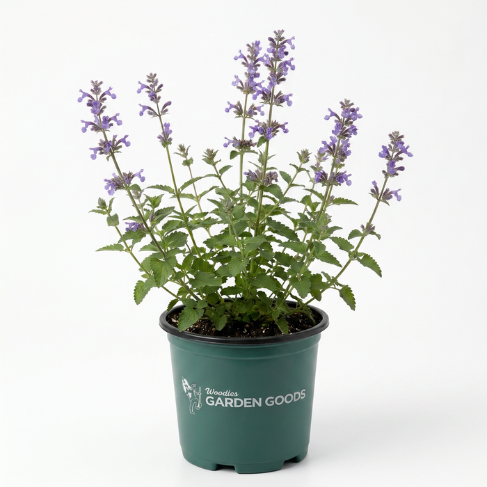 Pollinator-friendly Walker’s Low Nepeta attracting bees and butterflies in full sun