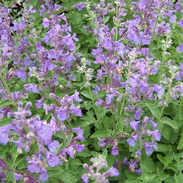 Pollinator-friendly Walker’s Low Nepeta attracting bees and butterflies in full sun