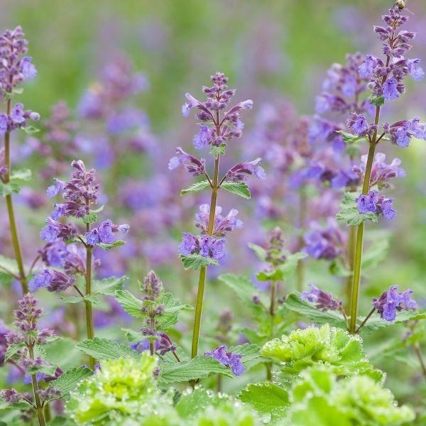 Walker’s Low Catmint with lavender-blue flowers and gray-green foliage blooming in a sunny pollinator garden